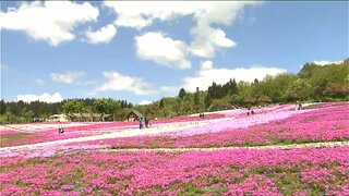 「一色だけじゃなく 花の違いも分かっていい」色鮮やかに 20万株の“芝桜”が見ごろ　新潟県魚沼市