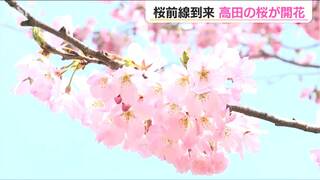 桜前線到来！「数えきれないほど花がありますね」上越・高田城址公園で“開花宣言”　新潟市民は…花より団子