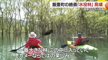 雪解けの時期しか見ることができない白川湖・水没林の絶景　カヌー＆ライトアップで楽しむ　山形・飯豊町