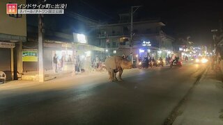 体重3トン！巨大なインドサイが出没する不思議な街【世界遺産／チトワン国立公園（ネパール）】