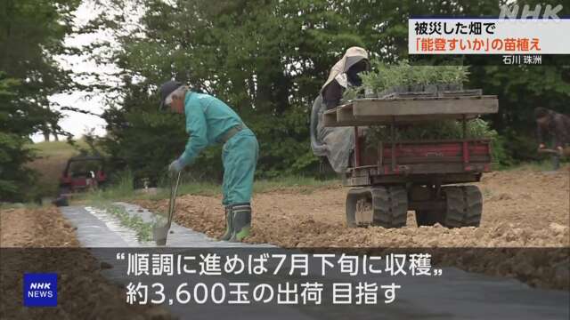 被災した畑で特産「能登すいか」の苗植え 石川 珠洲