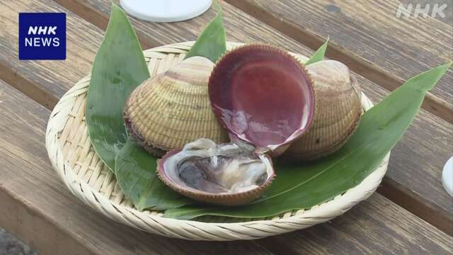 石川 七尾湾特産「能登とり貝」初競りで過去最高額