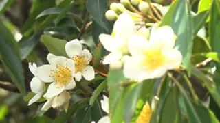 やんばるで梅雨の代名詞「イジュ」の花咲く