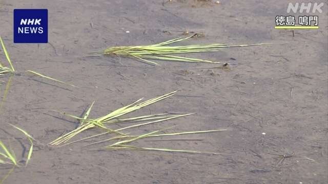 大雨で植えたばかりのコメの苗が倒れる被害 徳島 鳴門