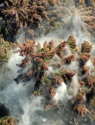 花粉症対策でスギ植え替え促進　林業白書、発生源2割削減