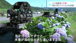 「田舎の風景、落ち着きますよね」アジサイと水車の共演　二十四節気『芒種（ぼうしゅ）』