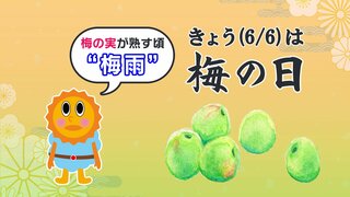 【きょうは“梅の日”】全国的に梅不足天候不順だけじゃない意外な理由とは？