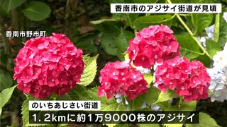 「『まぁ、きれいなねぇ』と言うてくれるのが一番の励み」アジサイ街道見頃迎える（高知）