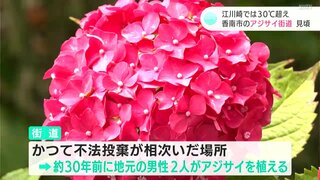 ｢『まぁきれいなねぇ』と言うてくれるのが一番心の励み」1万9000株のアジサイが見ごろ　きっかけは不法投棄