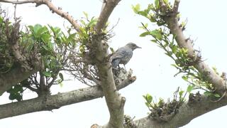 本部町・海洋博公園で水辺の野鳥など観察するバードウォッチング