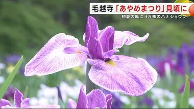 毛越寺「あやめまつり」見頃に　初夏の風に３万株のハナショウブ揺れる＜岩手・平泉町＞