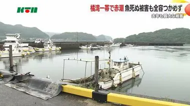 橘湾で再び赤潮被害か…被害の全容つかめず、漁業者は「明日見に行くのが怖い」【長崎】