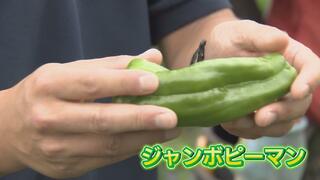 ピーマン嫌いも喜んで…猛暑続きで甘くなった？お得な夏野菜に変化…富山