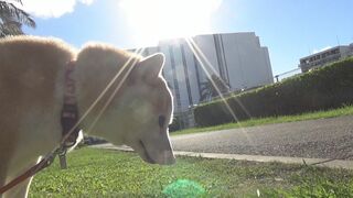 「この暑さで毛皮ですから…」犬の散歩タイムに潜む熱中症リスク！　いつもの “ハァハァ” か熱中症か　注意深く観察を