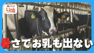 牛のお乳出ず パイナップルは日焼け「栽培にかけた2年間が…」猛暑が農畜産物に深刻な影響