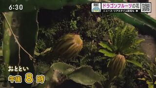 見たことある？一夜限りの「ドラゴンフルーツの花」 ゆっくりと満開になるまでをカメラが捉えた！