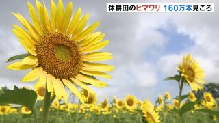 休耕田を活用してヒマワリ160万本「自分より背が高くてびっくり」子どもたち走り回る　富山・黒部市