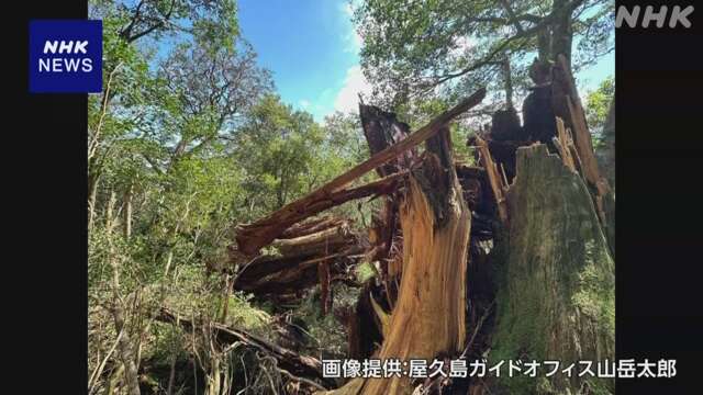 “樹齢3000年”鹿児島 屋久島の「弥生杉」折れる 台風10号影響