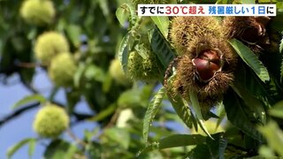 秋の味覚「クリ」季節の移ろい感じながら　残暑厳しい一日に午前中から30℃超え　富山