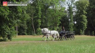 いまも生きているハプスブルク帝国の遺産･･･皇妃エリザベートが愛した白馬の牧場