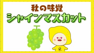 食欲の秋到来　おいしいシャインマスカットの見分け方って？　ポイントは粒の大きさと色