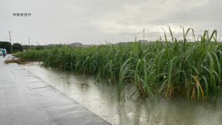 「大変や…畑が…」サトウキビ畑が水浸し　与那国島で記録的短時間大雨情報 1時間に100ミリの雨