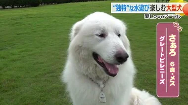 なぜ？？一心不乱に水かき　“モフモフ犬”グレートピレニーズ「さぁろ」ちゃんの独特な水遊び【福井】