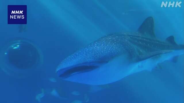 能登半島地震で被災の水族館 新たなジンベエザメの展示始まる