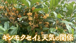 キンモクセイはくもりの日に香りやすい？天気とキンモクセイの関係