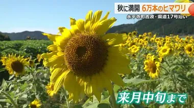 永平寺町に“季節外れ”のヒマワリ4万本　猛暑を乗り越え宮ノ下のコスモス1億本も見頃【福井】