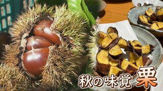 秋の味覚”栗”　実は栄養たっぷり　栗の豆知識も