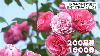 西都市で27.4℃など　11月なのに宮崎県内各地で夏日　「こどものくに」では約200種のバラが咲き誇る