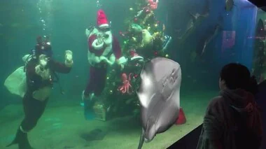 サンタが水槽にクリスマスツリー設置　越前松島水族館